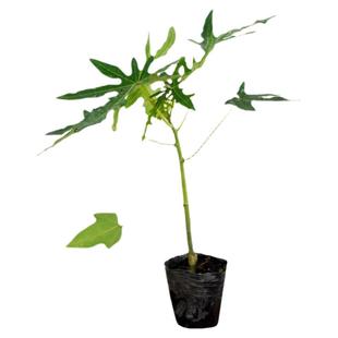 水果木瓜苗树矮化红心香甜四季南方北方种植盆栽阳台当年结果带土