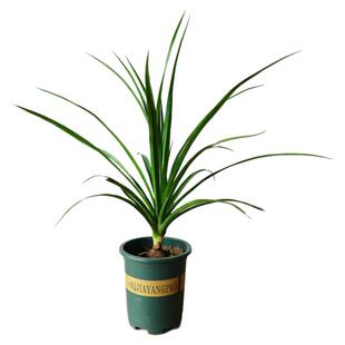 特价自家种植黑珍珠龙血树植物新风格龙血树树苗家居观赏玄关绿植