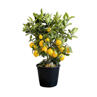 虹越果树裸根苗南北方庭院种植柠檬金桔李子葡萄樱桃