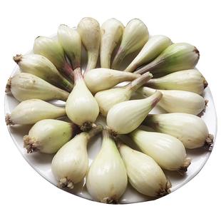 速发!现挖特产藠头5斤去叶带泥荞头新鲜蔬菜农家新鲜茭白小蒜茭头
