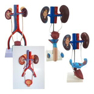 立体 人体泌尿系统模型输尿管膀胱尿道 医学生殖系统肾脏解剖模型