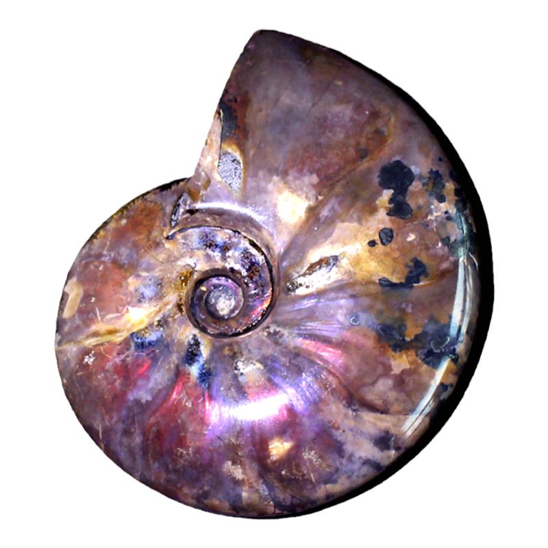 水玉冰魄天然斑彩螺化石摆件菊石化石满光红光紫光手把件大中号