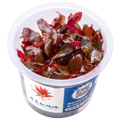 千草堂水草无菌杯前中后景