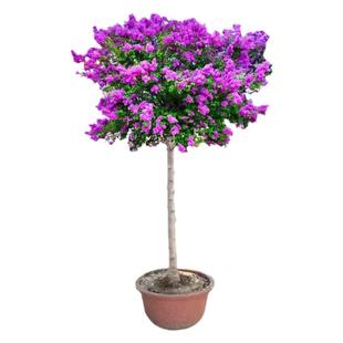 丁香花树苗庭院大型耐寒绿化风景树盆栽浓香花卉丛生高杆嫁接丁香