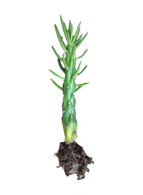 多肉植物好养花卉绿植盆景仙人掌