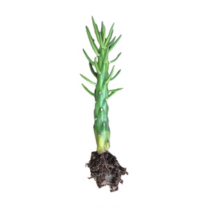 多肉植物好养花卉绿植盆景仙人掌