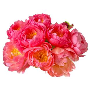 落日珊瑚芍药鲜花进口重瓣鲜切花沙拉节日送朋友婚礼现货上海鲜花