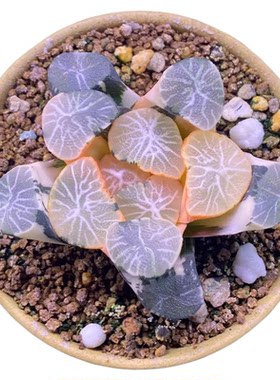 十二卷办公室多肉植物满38包邮