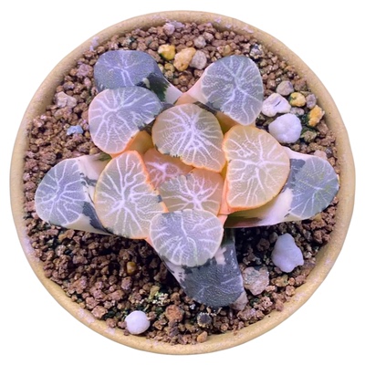 十二卷办公室多肉植物满38包邮