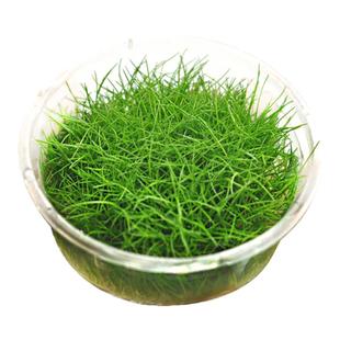迷你牛毛水草坨草前景草无菌杯植物真草鱼缸造景净水增氧阴性懒人