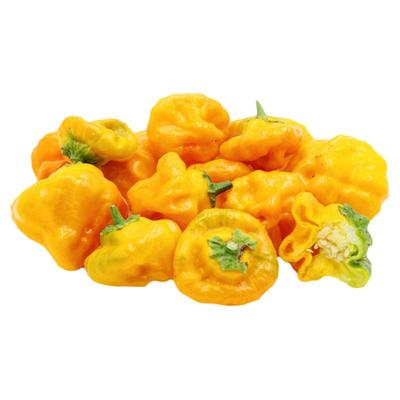 传家宝魔鬼变态特辣辣椒种子