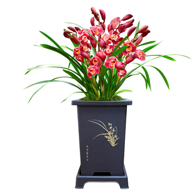 红宝石多款兰花冬带花花期60多天