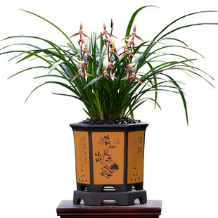 翁源兰花喜花里春兰老种春丽春晖带花浓香型室内外好易养绿植花卉