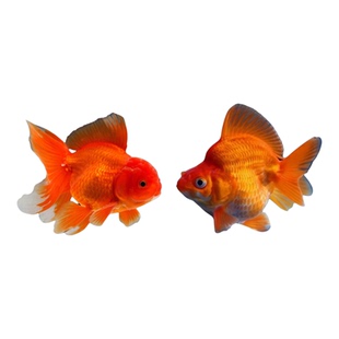 兰寿金鱼冷水鱼观赏鱼活体小金鱼不用加温锦鲤鱼奶牛国狮泰狮金鱼