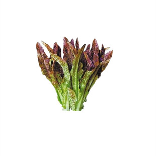 红油麦菜种子火锅蔬菜种籽种叶菜快菜小白菜种孑种籽四季春季盆栽