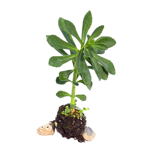 新鲜养心菜救心菜种子种籽蔬菜苗盆栽食用香草苗花卉绿植种苗根苗