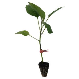 茄子嫁接专用砧木种籽托鲁巴姆种子抗病长茄圆茄大棚露天