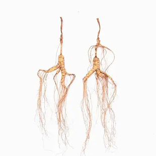 长白山人参约30年林下参林下野山参整枝健康礼品煲汤补品泡酒材料