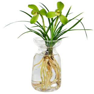 水培植物【春兰小春】兰花苗室内客厅阳台绿植不带花苞名贵盆栽