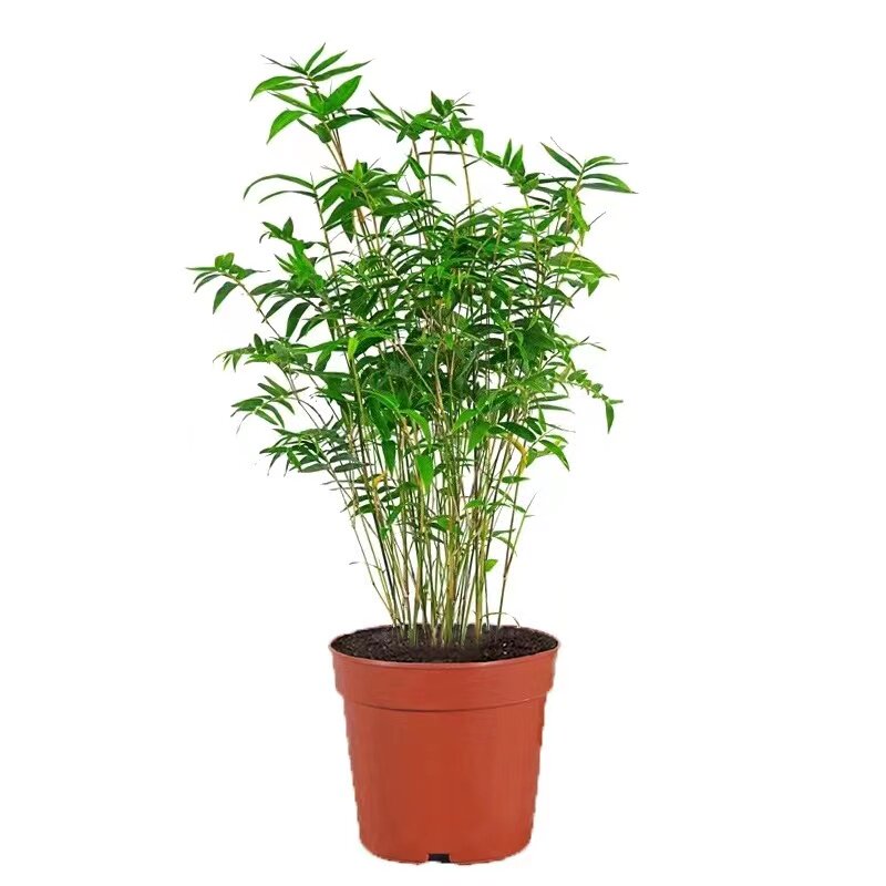 米竹耐阴植物室内水养净化空气