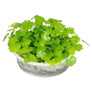 水草造景水溶草牛毛草珍珠草虎耳草天湖葵挖耳草好养入缸成景