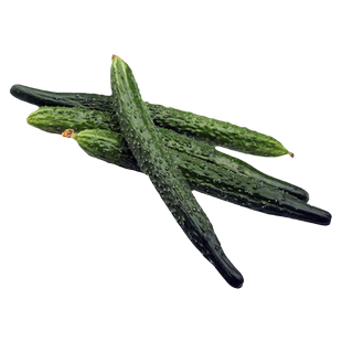 老品种高产大黄瓜种子种籽苗四季绿瓤绿心秧苗青瓜春季孑籽种黄爪