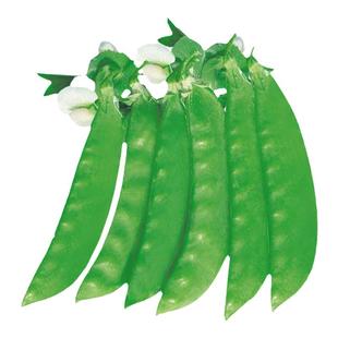 大荚荷兰豆种子种籽甜孑四季豌豆菜籽秋季籽种特级高产豆种