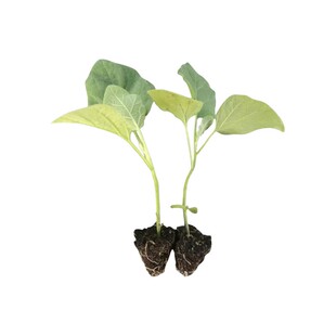 四季茄子苗秧苗种苗带土老品种嫁接杭茄一号线圆紫茄子树苗种籽子