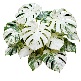 白锦龟背竹水苔柱龟背竹大盆栽植物老桩室内户外北欧绿植四季好养