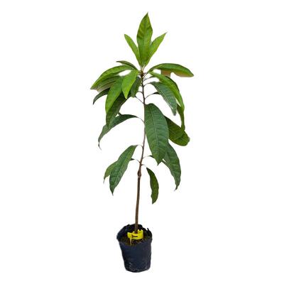 正宗耀堂大果仙桃鸡蛋果嫁接苗