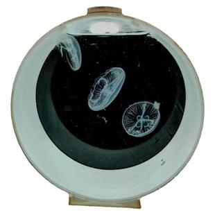 入门气泡水母缸海月倒立大西洋巴布亚活体水母宠物桌面淡水小鱼缸