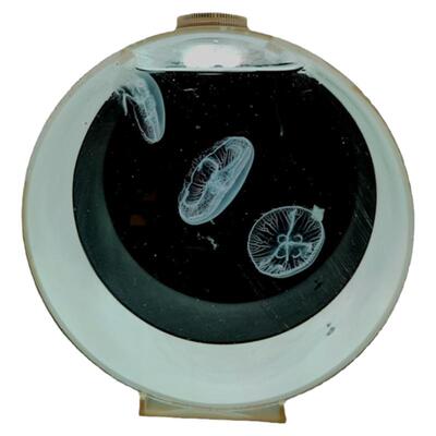 入门气泡水母缸海月倒立活体海水