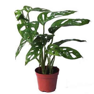 除甲醛仙洞龟背竹除甲醛桌面