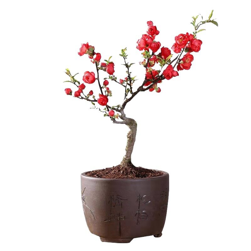 盆景苗老桩庭院植物花卉四季好养