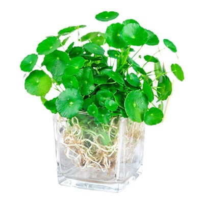 水培植物铜钱草盆栽花卉室内金钱草花盆栽办公室水养花草好养植物
