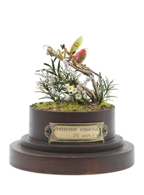 眼斑螳螂标本生态微景观个性摆件