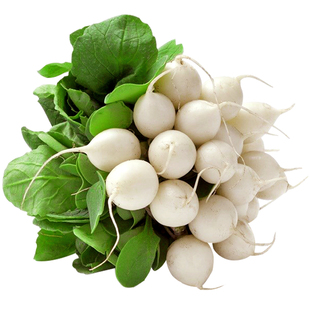 白雪萝卜种子樱桃萝卜种子 30天成熟 家庭菜园 蔬菜种子 阳台种菜