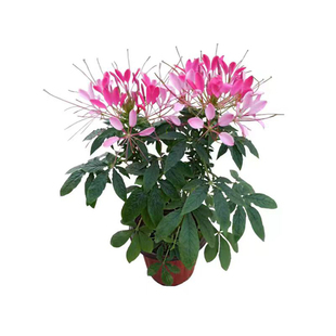 醉蝶花种子紫龙须凤蝶草蜘蛛花籽花坛室外阳台盆栽春季播简单易活