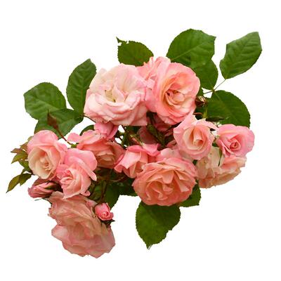 粉团蔷薇大苗老品种多花粉色群开