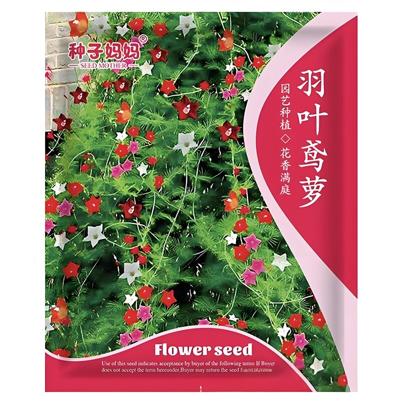 羽叶茑萝种子五角星花卉种籽