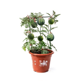 超甜蜂蜜小西瓜种子红玉无籽西瓜四季种植阳台庭院盆栽水果种子