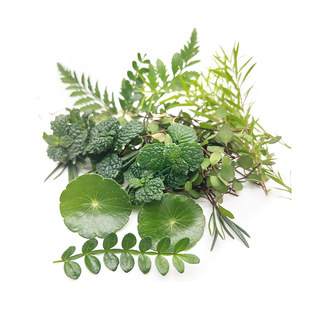 新鲜混合花草清香木薄荷头羊齿叶黄金柳芽烘焙蛋糕装饰用日料摆盘