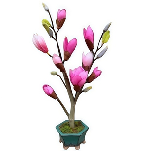 玉兰花树苗带花苞红白紫广玉兰室外矮化庭院四季花卉盆栽绿化大树