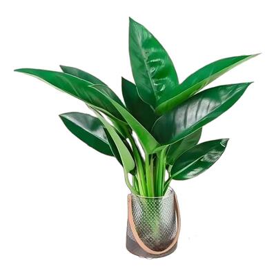 大叶金钻绿公主盆栽懒人好养绿植