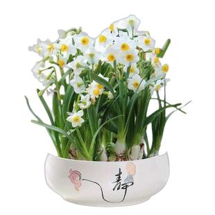 漳州水仙花种球水养花卉球根大球室内外阳台盆栽冬季水培花卉植物