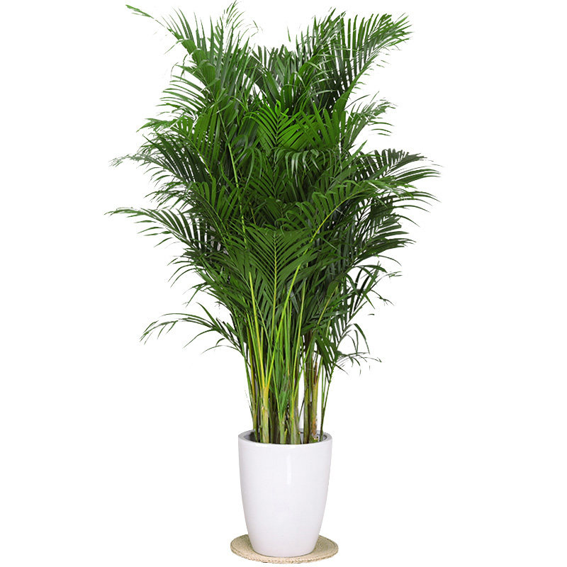 空气大型绿植竹子绿植除甲醛花卉塑料防辐射客厅绿色植物花盆盆栽
