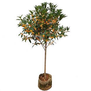 桂花树苗原生桂花棒棒糖八月桂花香地栽高杆金桂丹桂四季桂带花苞