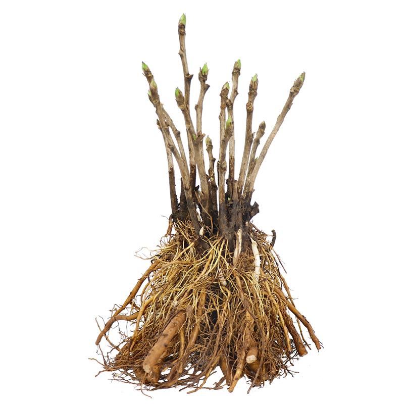 菏泽正宗观赏牡丹花苗重瓣大苗阳台庭院盆栽花卉室内外洛阳花王