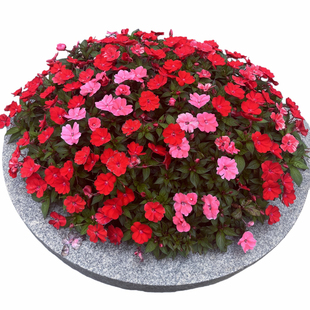 凤仙花盆栽成品带花苞阳台庭院花园花境工程用花耐晒耐热开花植物