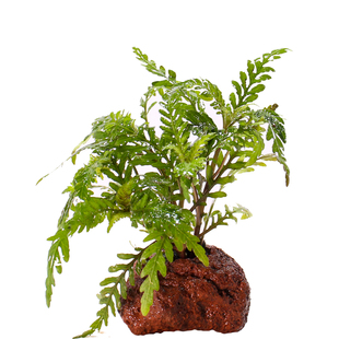 鱼缸造景雨裂蓑衣火山石水培绿植水草缸雨林缸专用懒人阴性盆栽